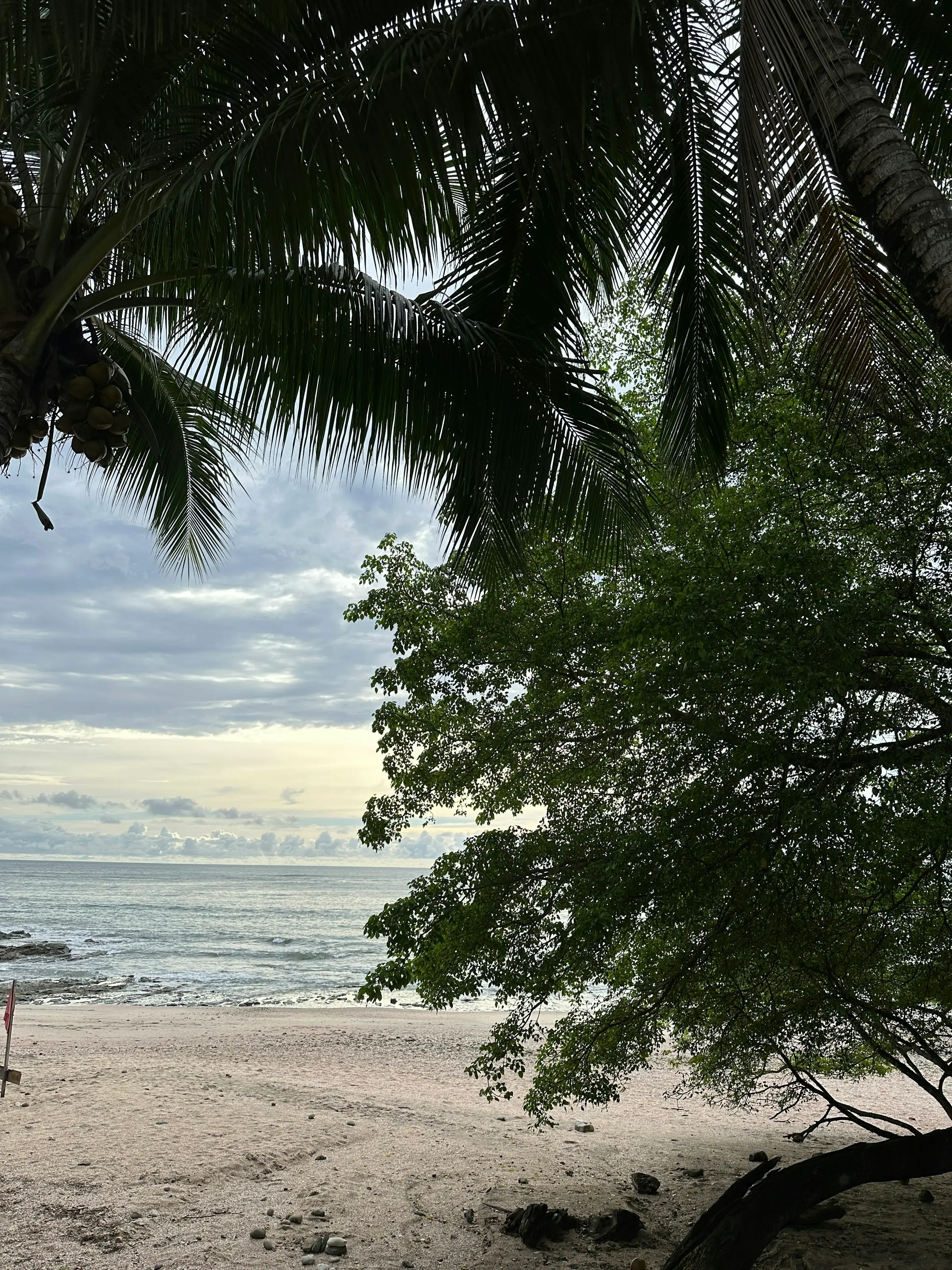Palm-framed white sand beach on the Nosara coastline
