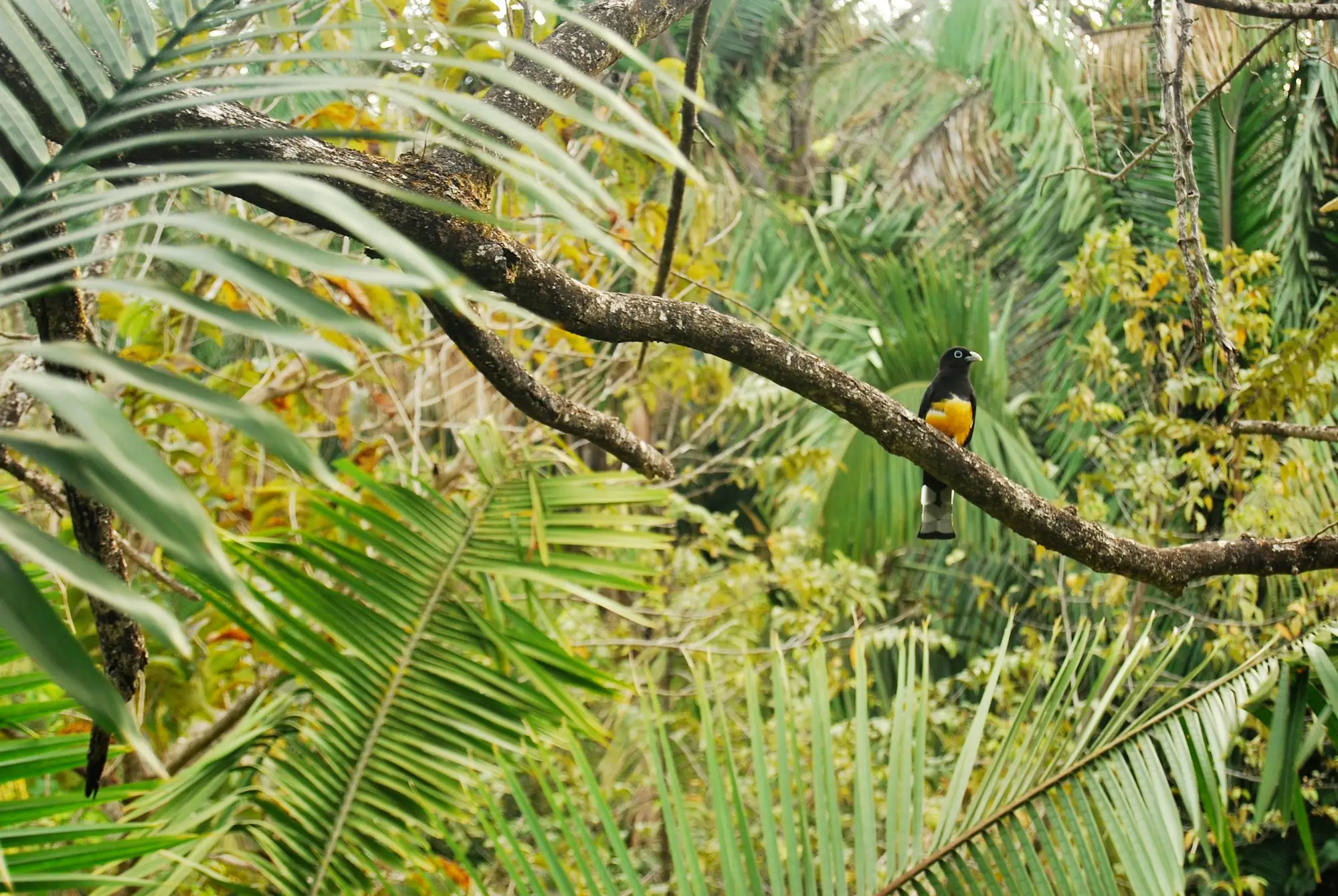 Tropical bird in the jungle canopy above Nosara