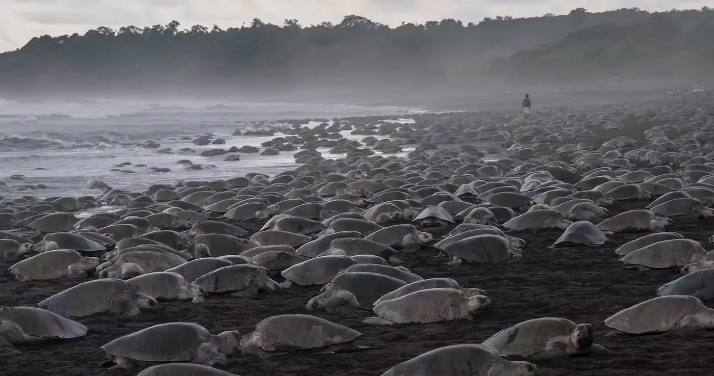 Ostional turtle arribada (photo courtesy of the operator)