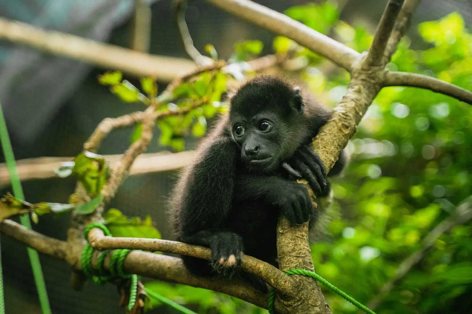 Sibu Wildlife Sanctuary (photo courtesy of the operator)