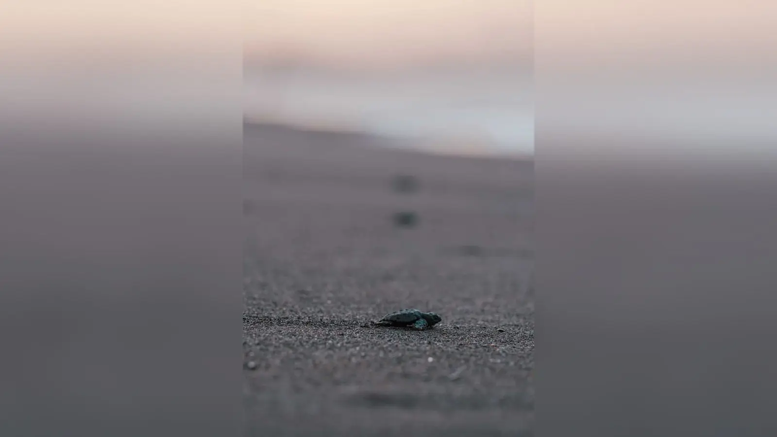 An olive ridley hatchling crossing the sand toward the surf at Ostional